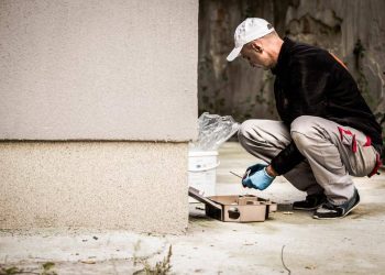 Serviciile de deratizare – preturi mai mult decat convenabile