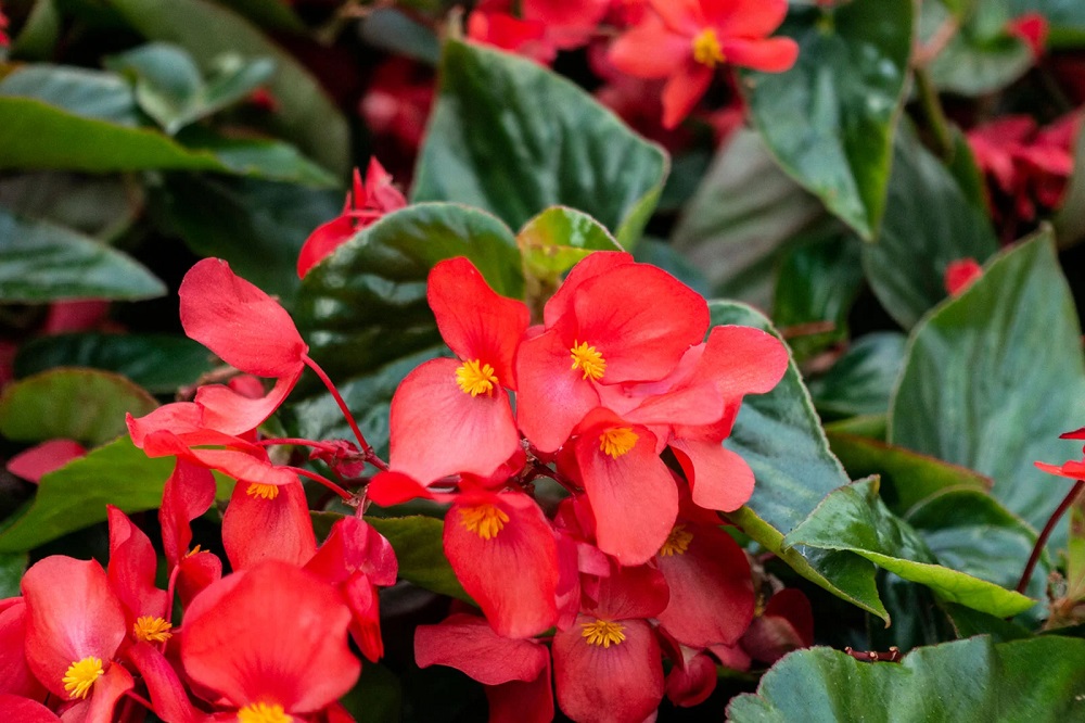 Cum sa plantezi si sa reproduci begonia