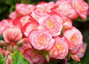 Begonia – Plantare si reproducere
