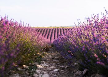 lavanda