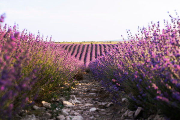 lavanda
