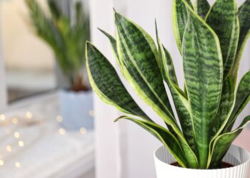 Sansevieria