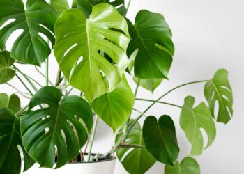 Monstera – îngrijire și sfaturi