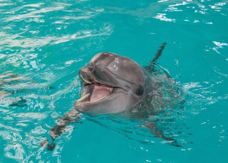 A murit un delfin de la delfinariul din Constanţa
